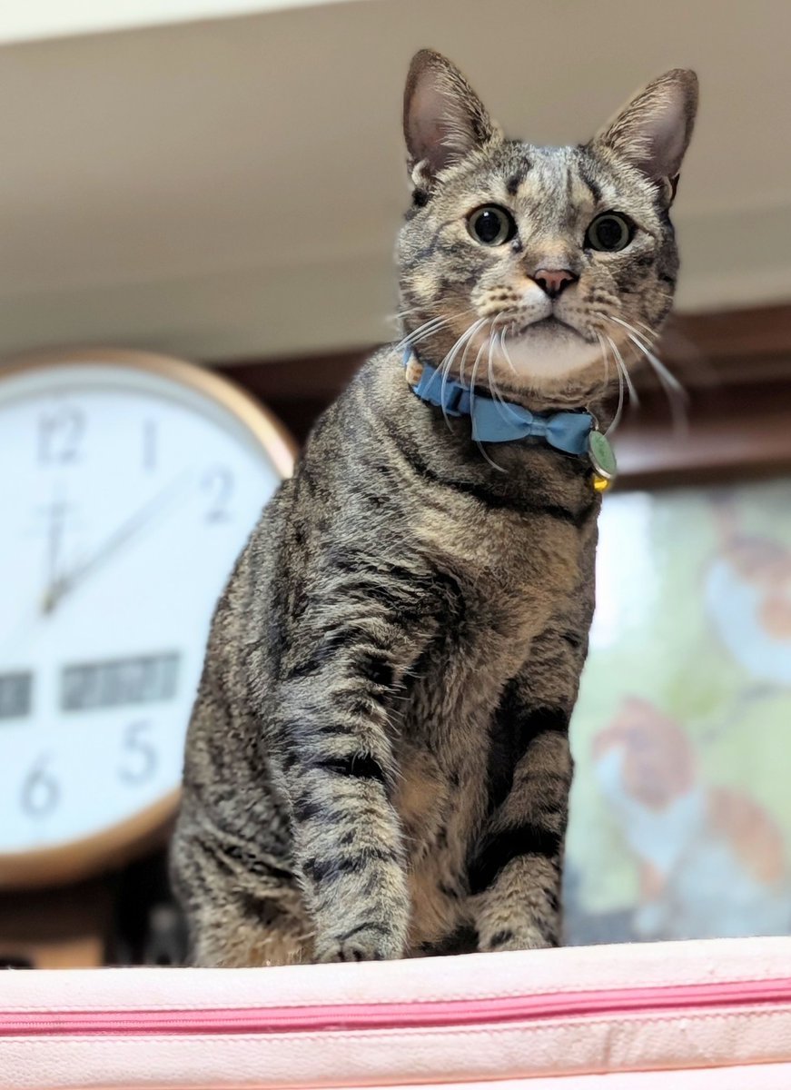 月と鷹 tweet media