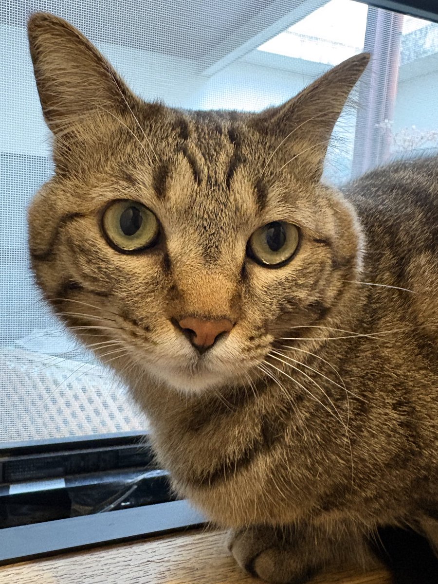 ゆずルイメイママ tweet media