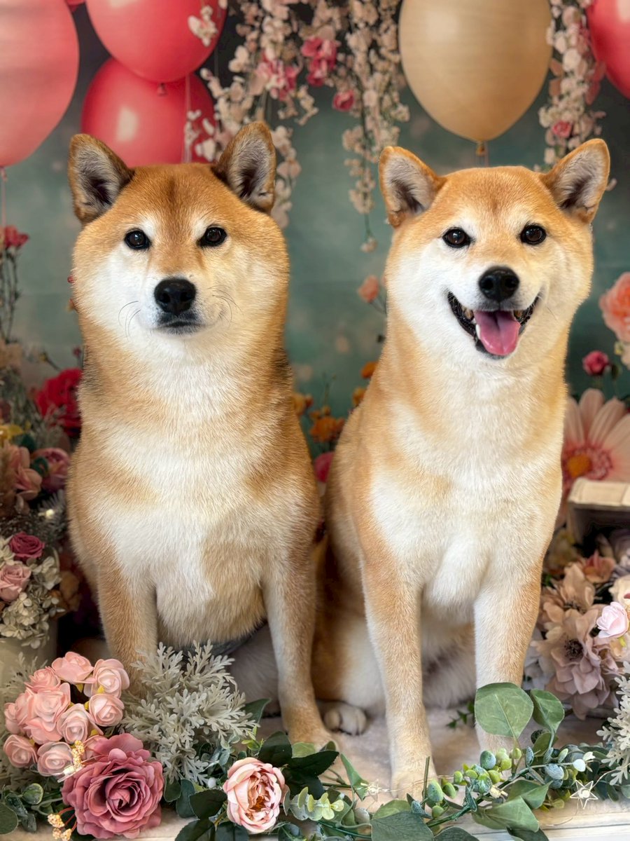 本日付でりのすの人事異動がありました

店長：りん(右側👅笑顔)
副店長：のすけ(左側緊張中)
<a href="/shiba_rin1107/">柴犬りん🔔龍之介(のすけ)🐉</a>

制作部長：りのす(の中の人) <a href="/rinosu1107/">りのす◆柴犬＆ミニチュアスイーツ</a>
総務部長：りのすのスタッフ <a href="/rinosu_info/">りのすのスタッフ（見習）</a> 

今後ともりのすをよろしくお願い致します