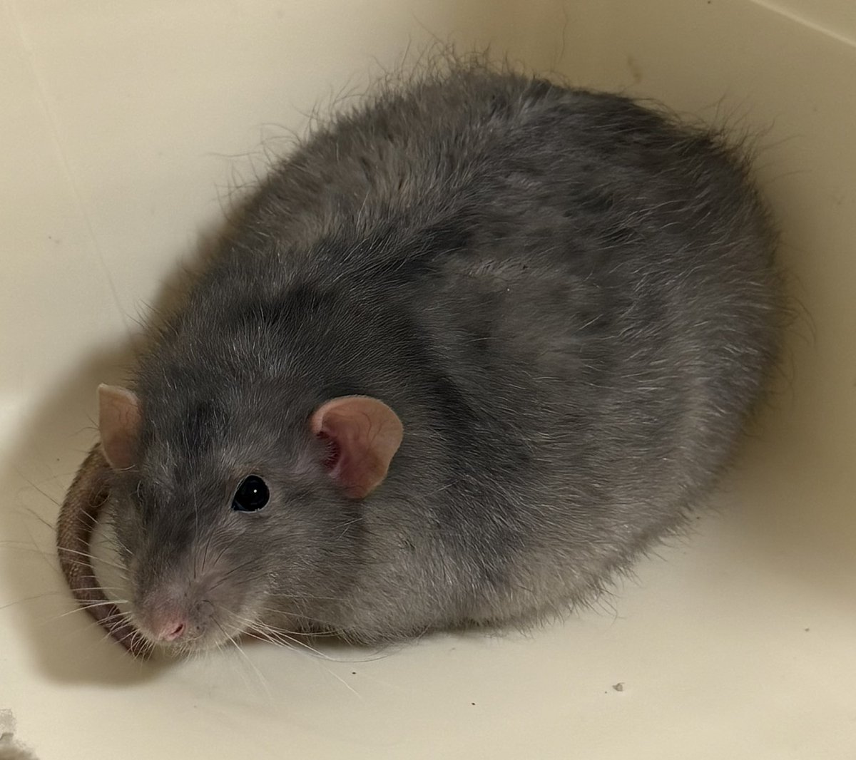 ﾇﾝﾒ•ﾘｰ tweet media