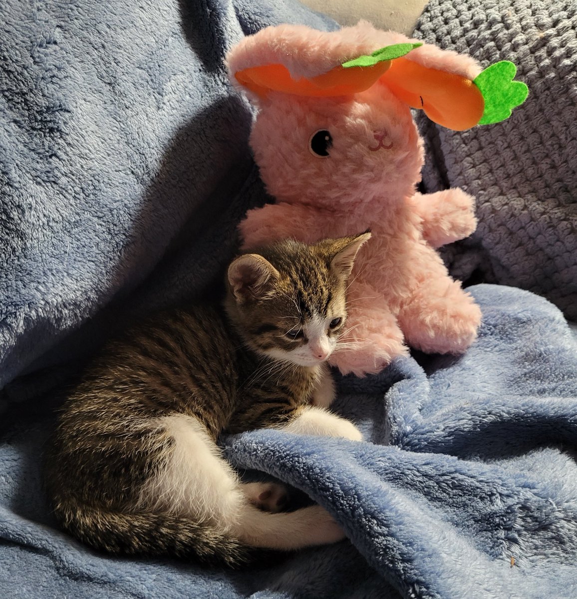 the salem lid don't fit tweet media