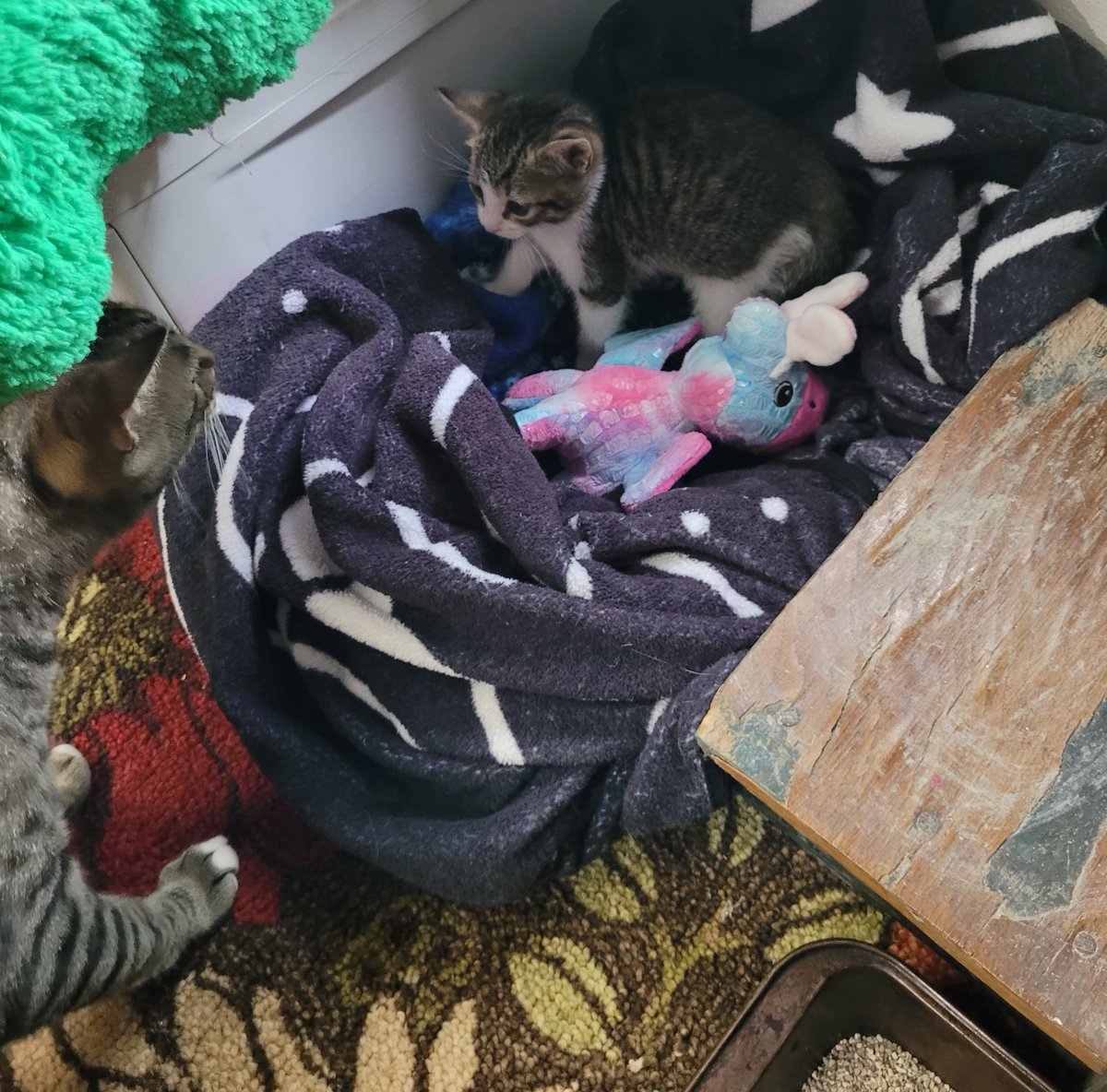 the salem lid don't fit tweet media