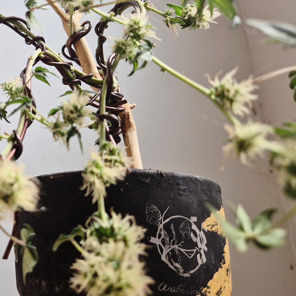 Kei | 借金2000万抱える大麻盆栽家 tweet media