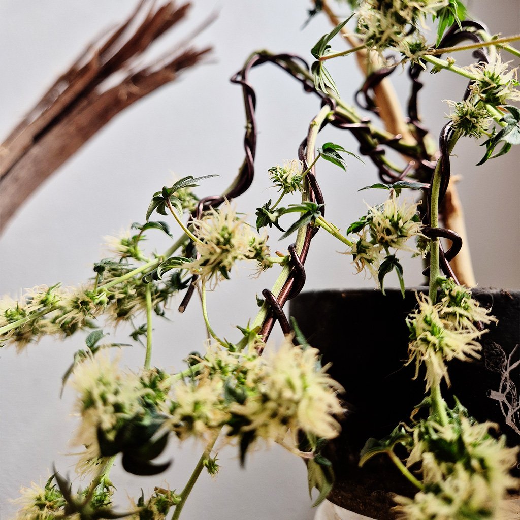 Kei | 借金2000万抱える大麻盆栽家 tweet media