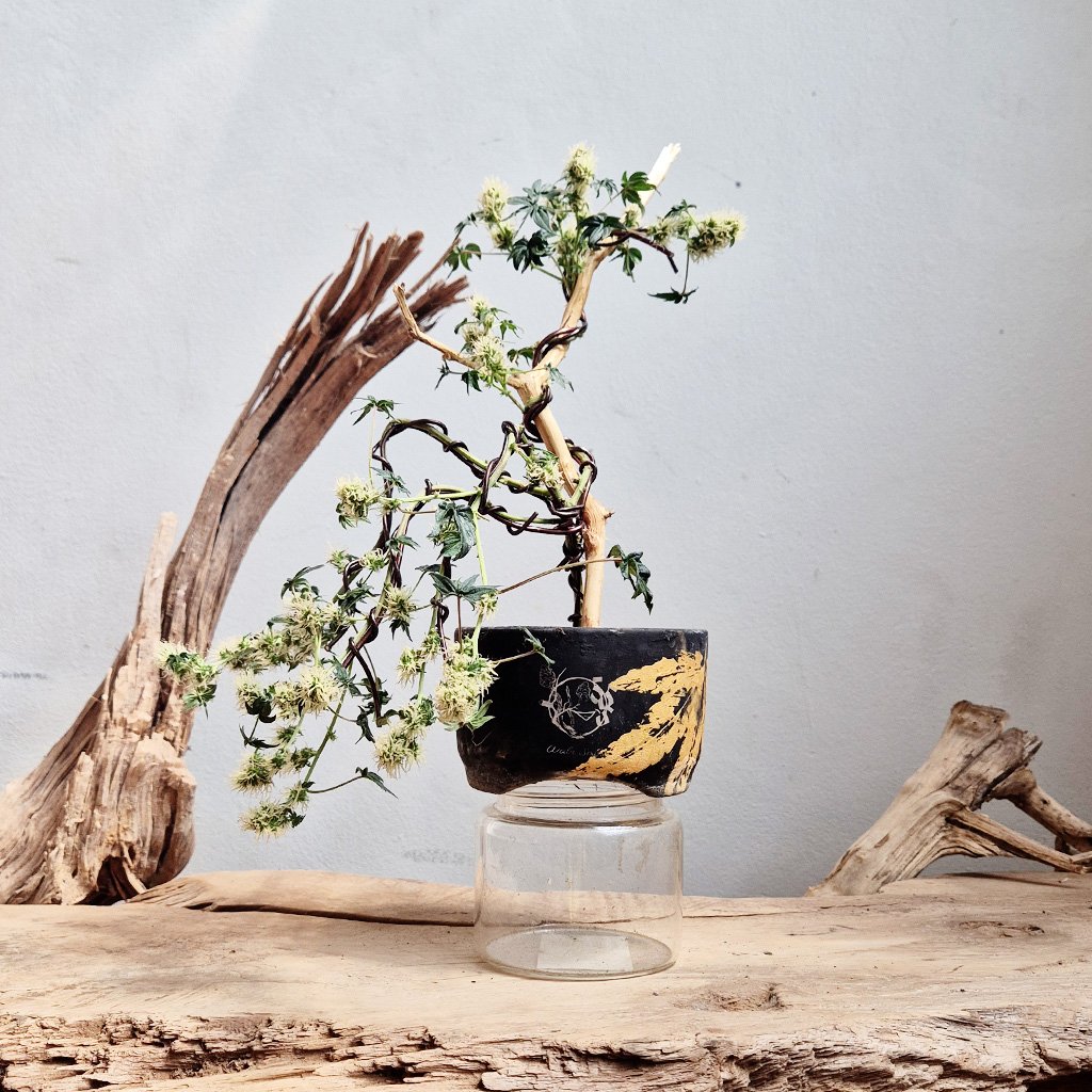 Kei | 借金2000万抱える大麻盆栽家 tweet media