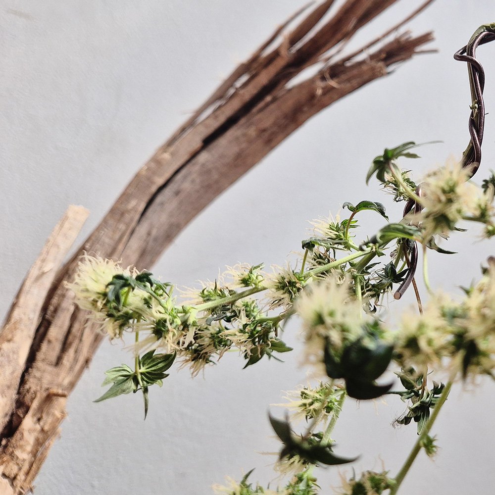 Kei | 借金2000万抱える大麻盆栽家 tweet media