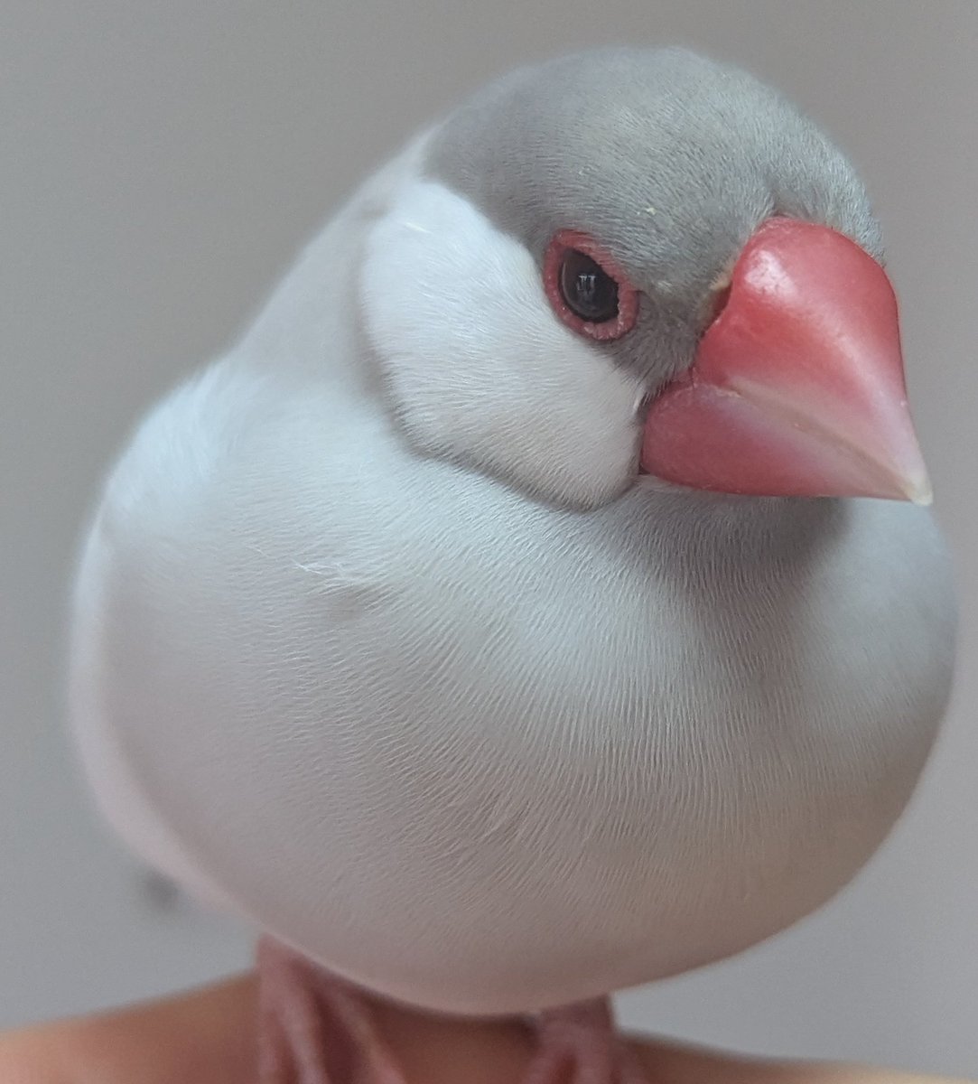 【無敵のイケメン文鳥】ブーケ🪽🌹 tweet media