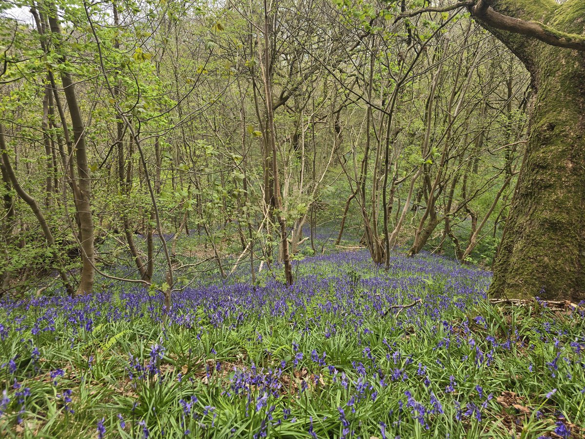 Harry_Harlow tweet media