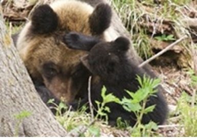 EVFtwit2021's tweet photo. 元環境省の中野 喜美様に「クマ被害対策の現在地～我が国の野生生物保護管理制度の歴史を踏まえて」をご講演いただきます。
チラシ：https://t.co/LxMuHqnCz1
講演日：2026年4月23日（木）14:30～ ＠新宿NPO協働推進センター
申込締切：4月19日
申込先：https://t.co/a34eVCbLAs
#熊
#害獣 https://t.co/cnvleomrkK