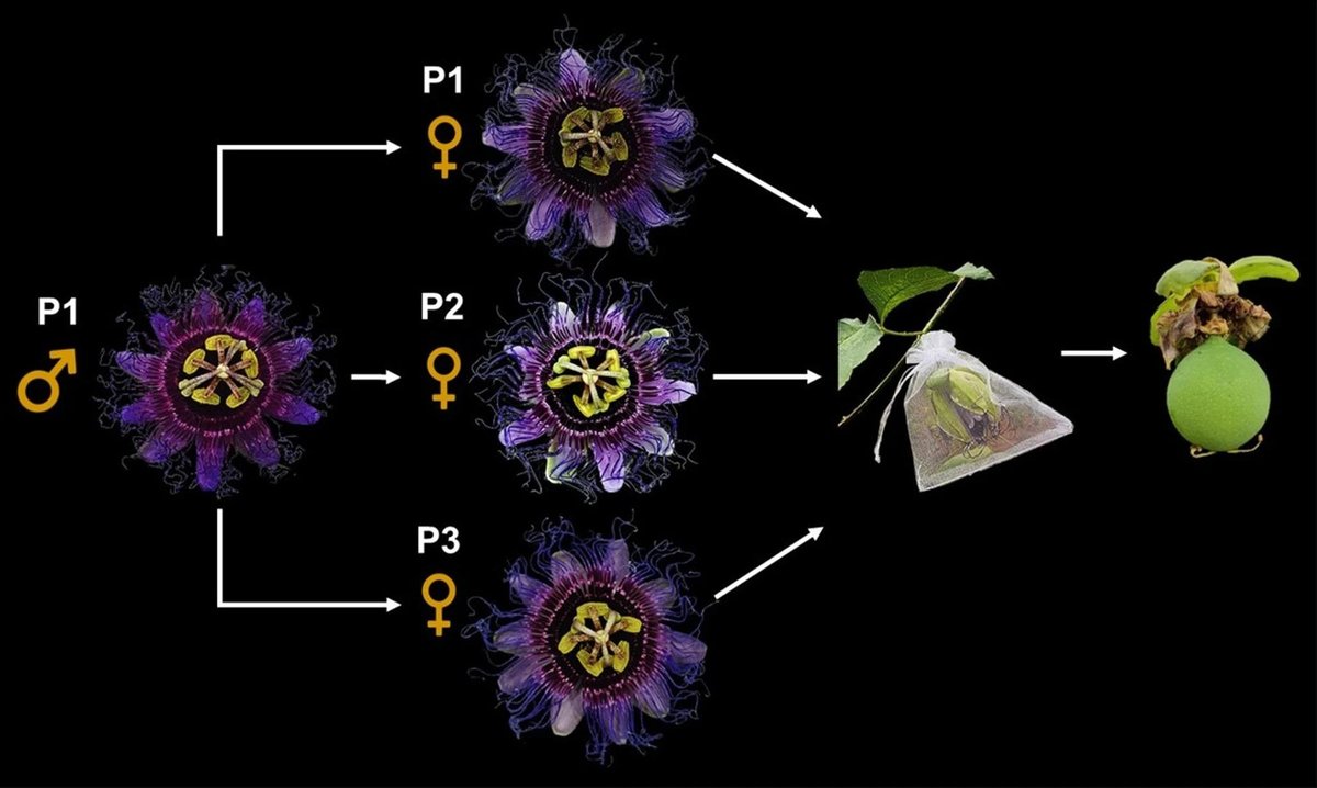 JPR_news's tweet image. “Fruit and seed attributes of plants derived from crossing between triploid Passionflower cytotypes.” da Silva Souza et al. #OpenAccess #PassionFlower #Triploid
link.springer.com/article/10.100…
