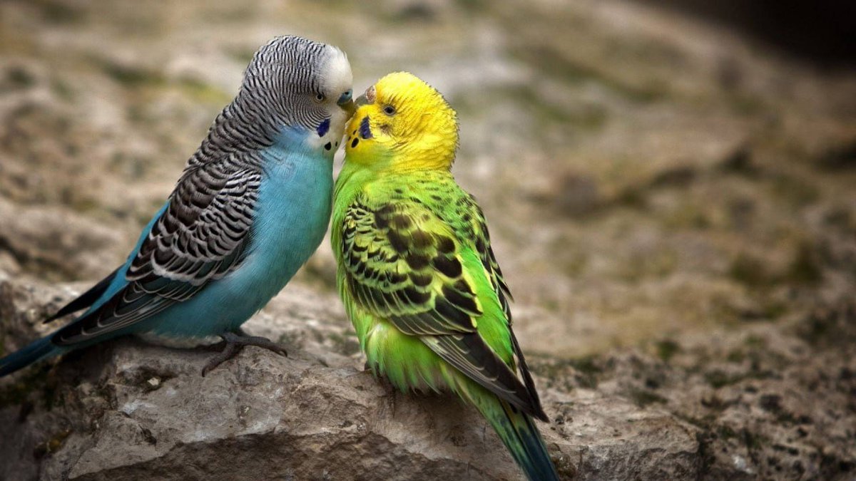It’s a sweet reminder that real closeness isn’t loud it’s in the quiet moments, the gentle presence, and feeling safe just being next to someone.