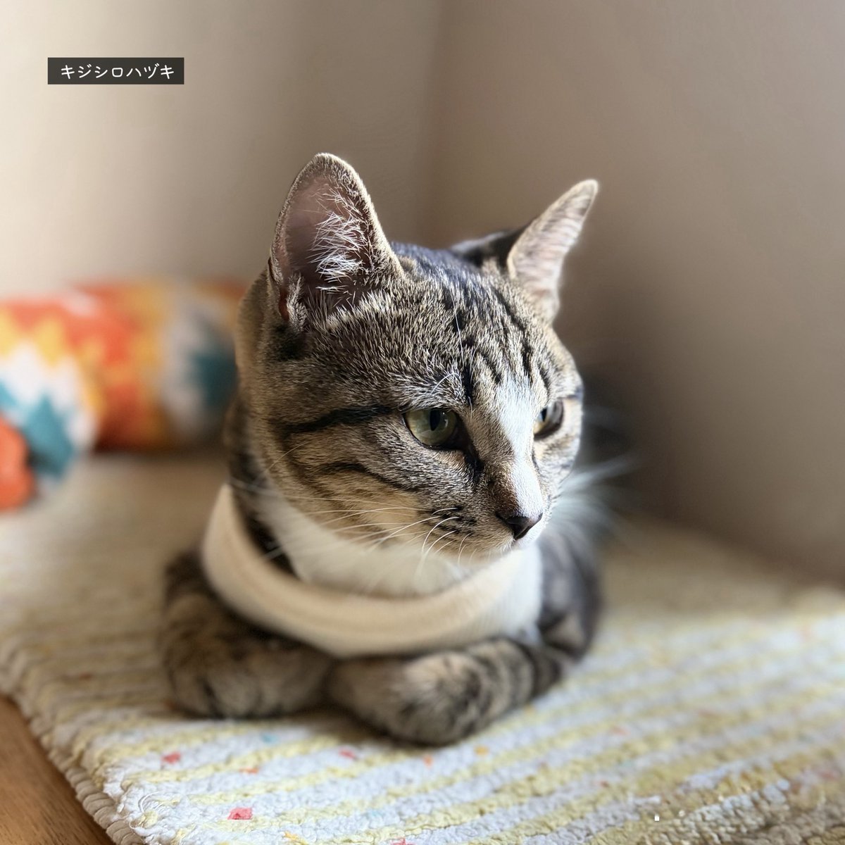 三毛猫ちまき tweet media