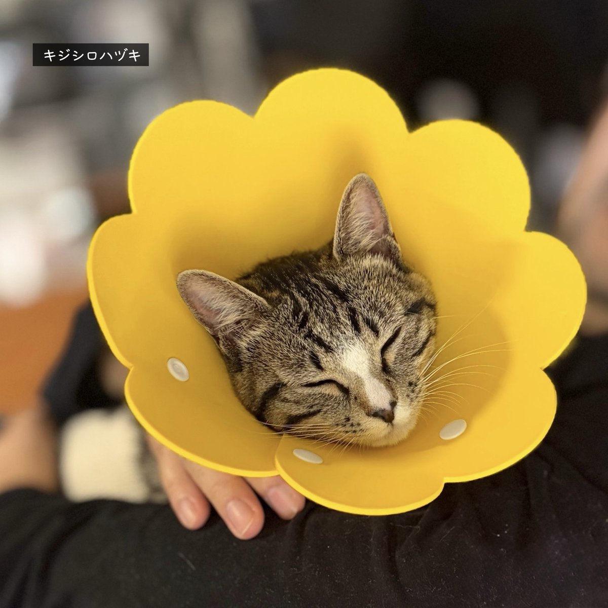 三毛猫ちまき tweet media
