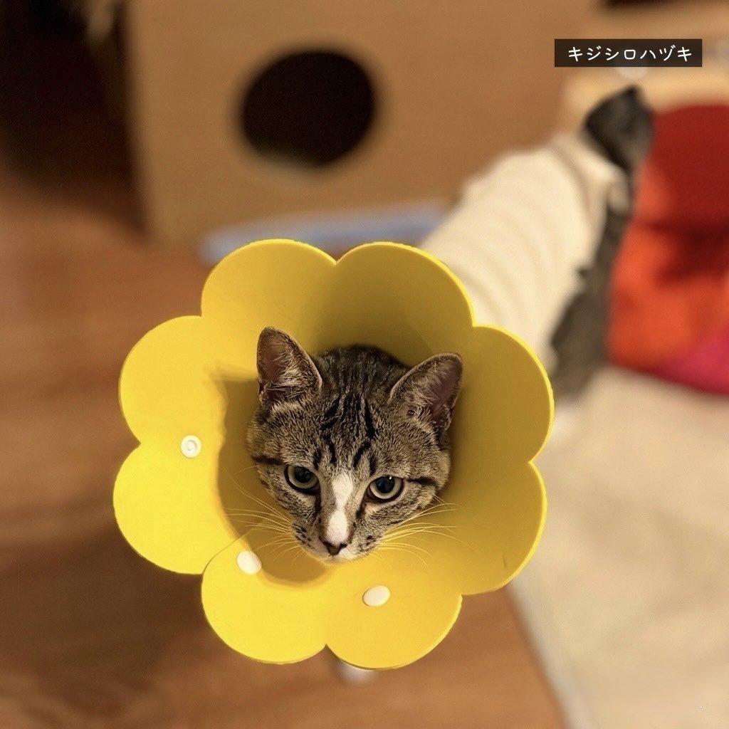 三毛猫ちまき tweet media