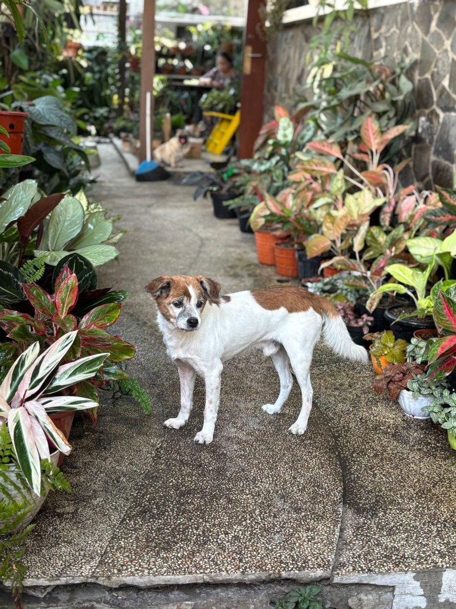 Ewin Enya Tiga tweet media