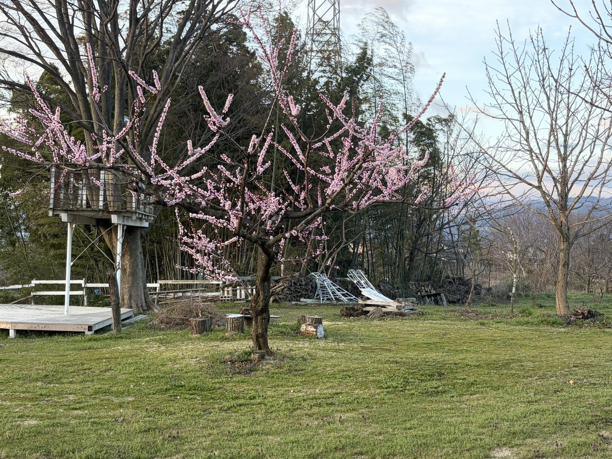 kumagoro tweet media