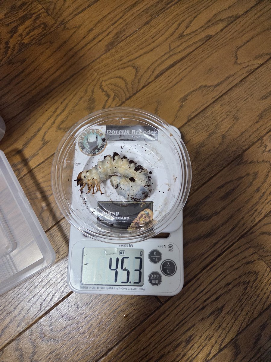 絶煩 ガルザス tweet media