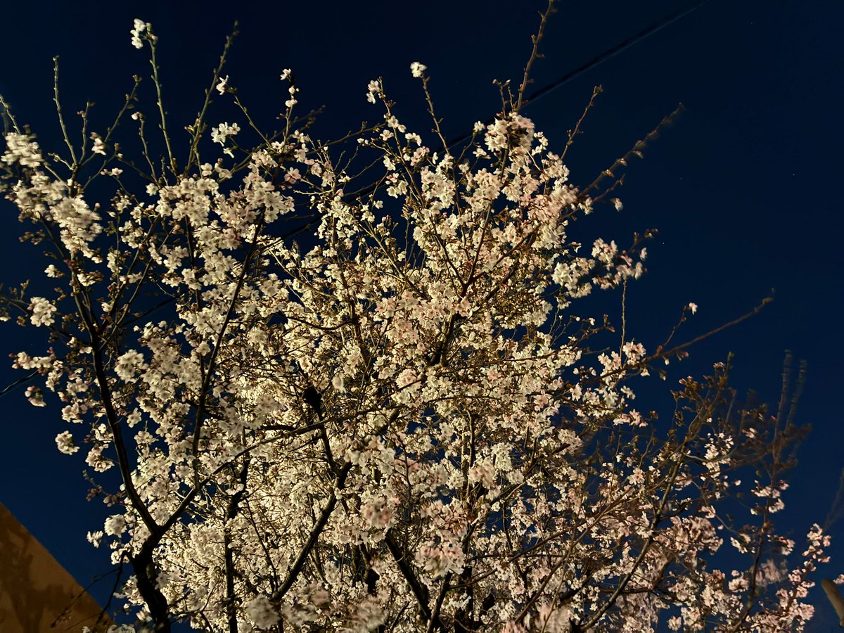 テクノマークJP🇯🇵 tweet media