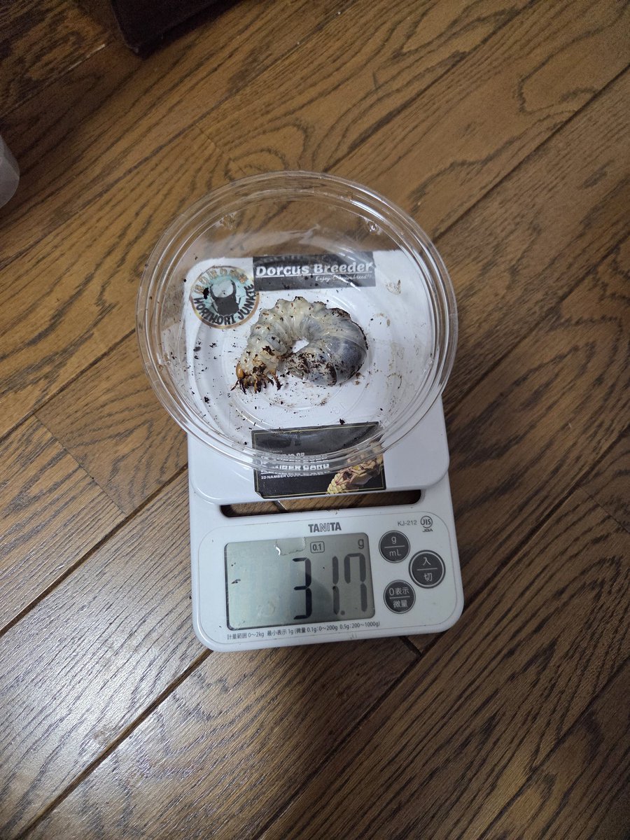 絶煩 ガルザス tweet media