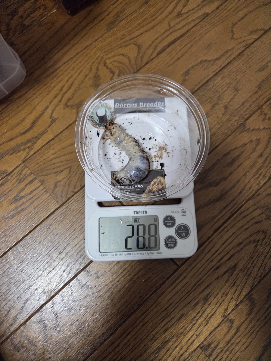 絶煩 ガルザス tweet media