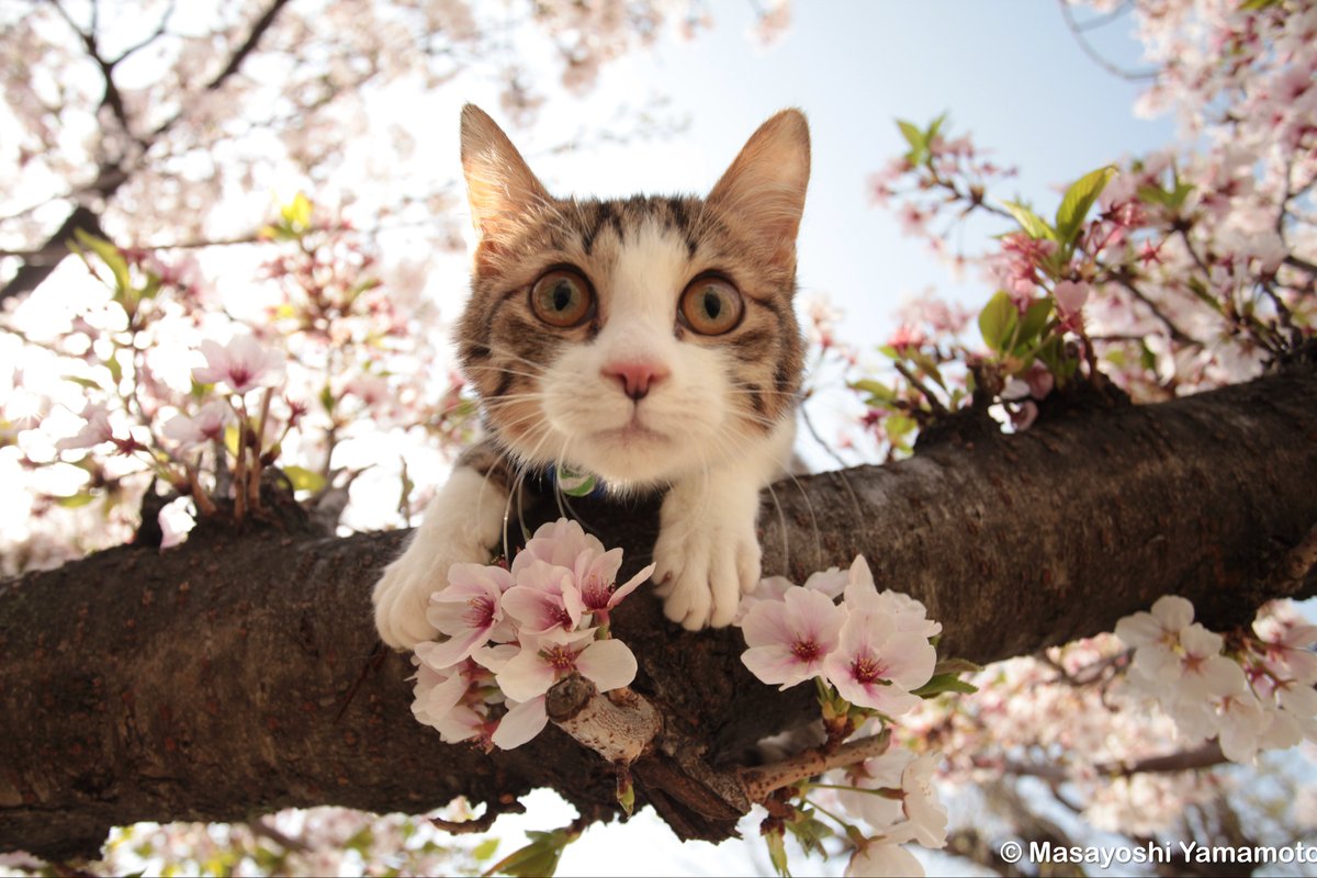 ︎山本 正義 (Masayoshi Yamamoto)立ち猫®︎ tweet media