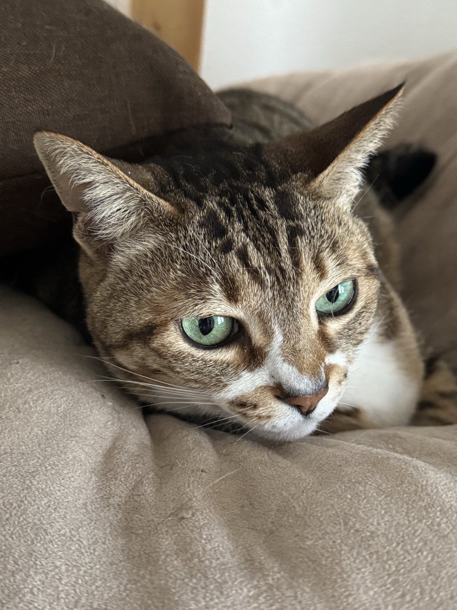 ニゲラ＠鳴海 tweet media