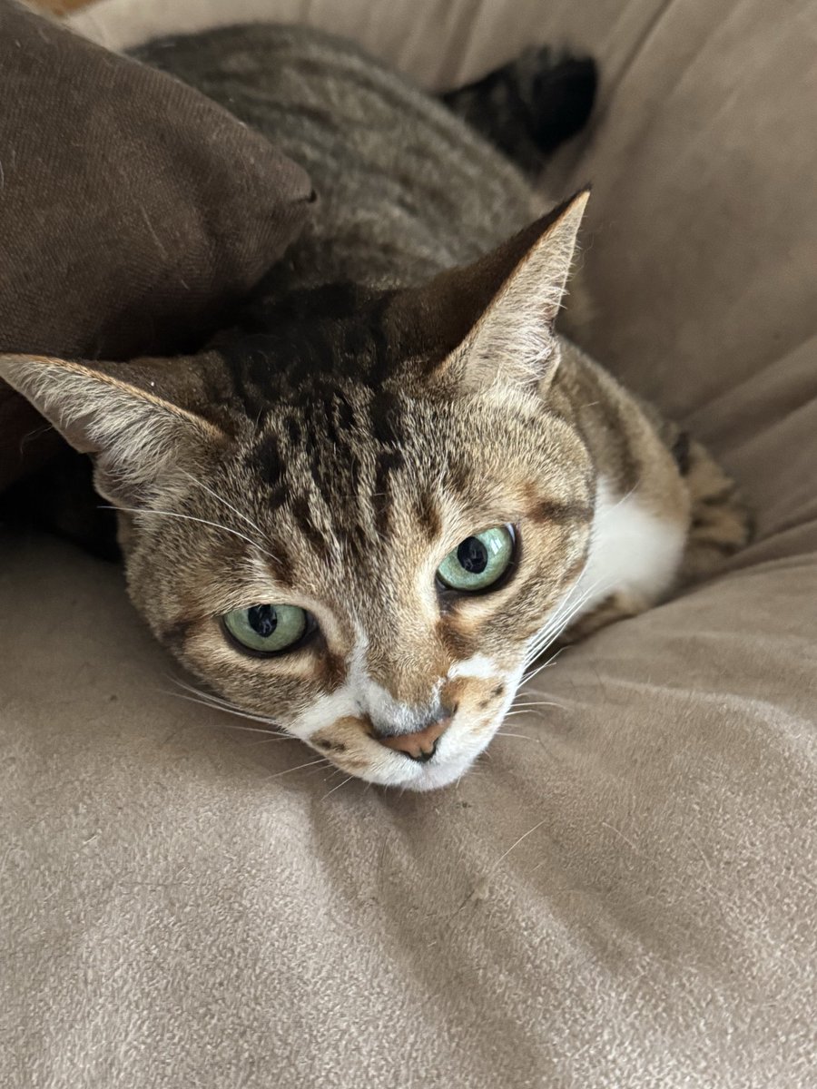 ニゲラ＠鳴海 tweet media