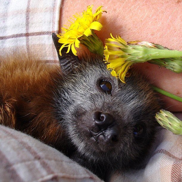 coffin!🐾🦴 tweet media