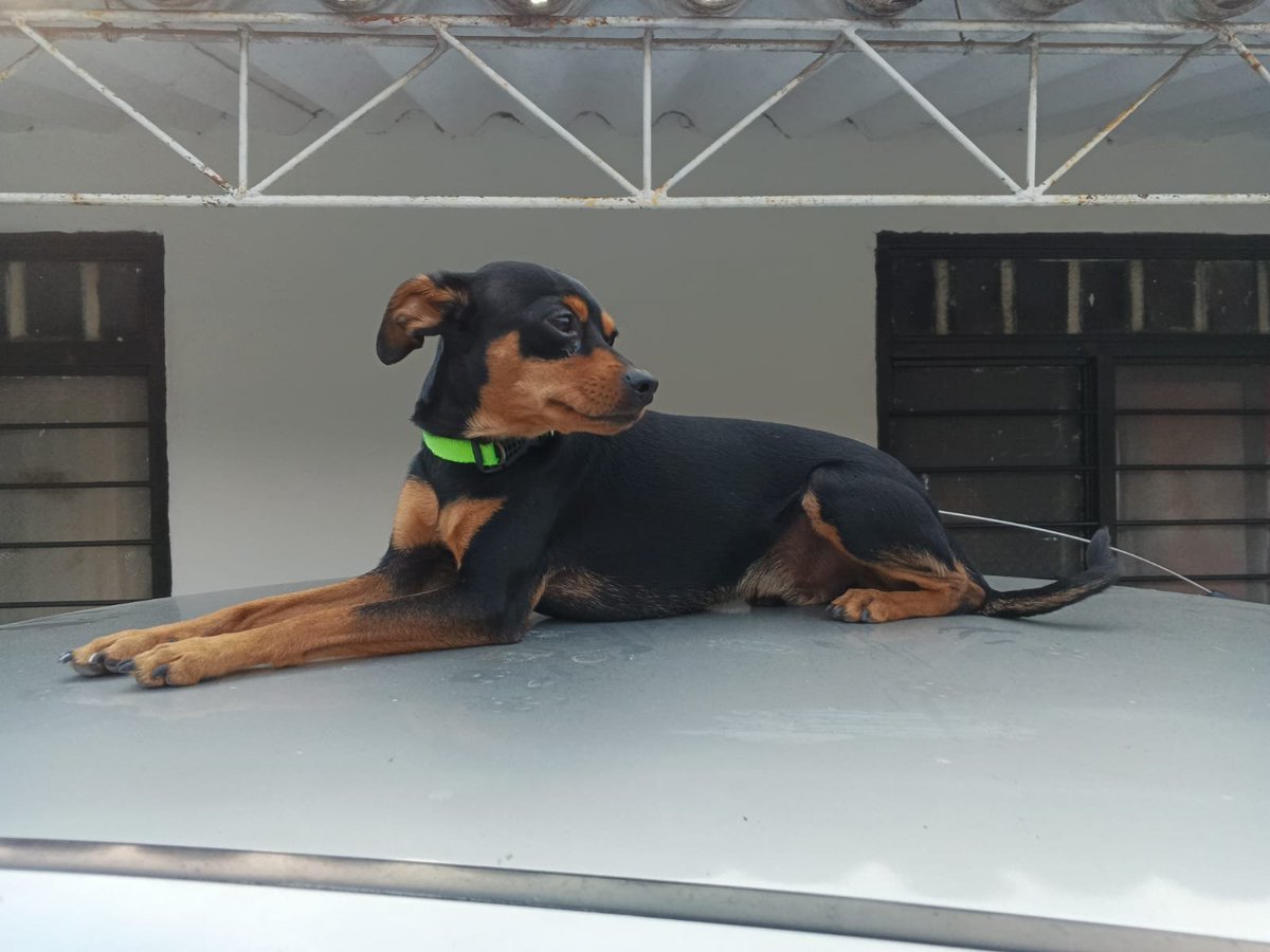 Diego Alejandro tweet media