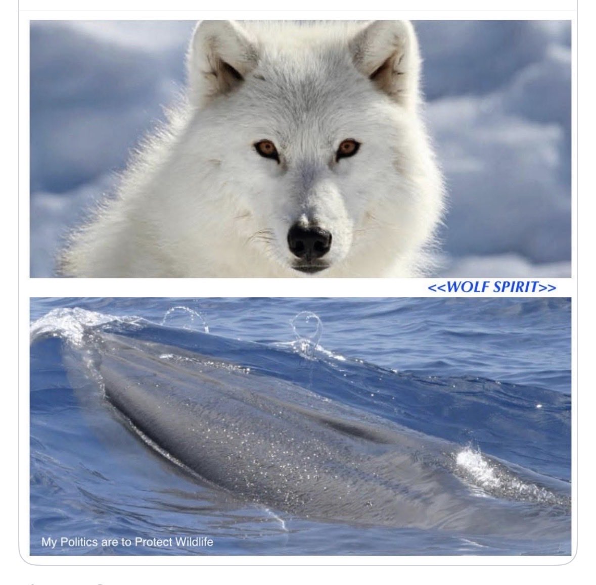 Pixie Dust tweet media