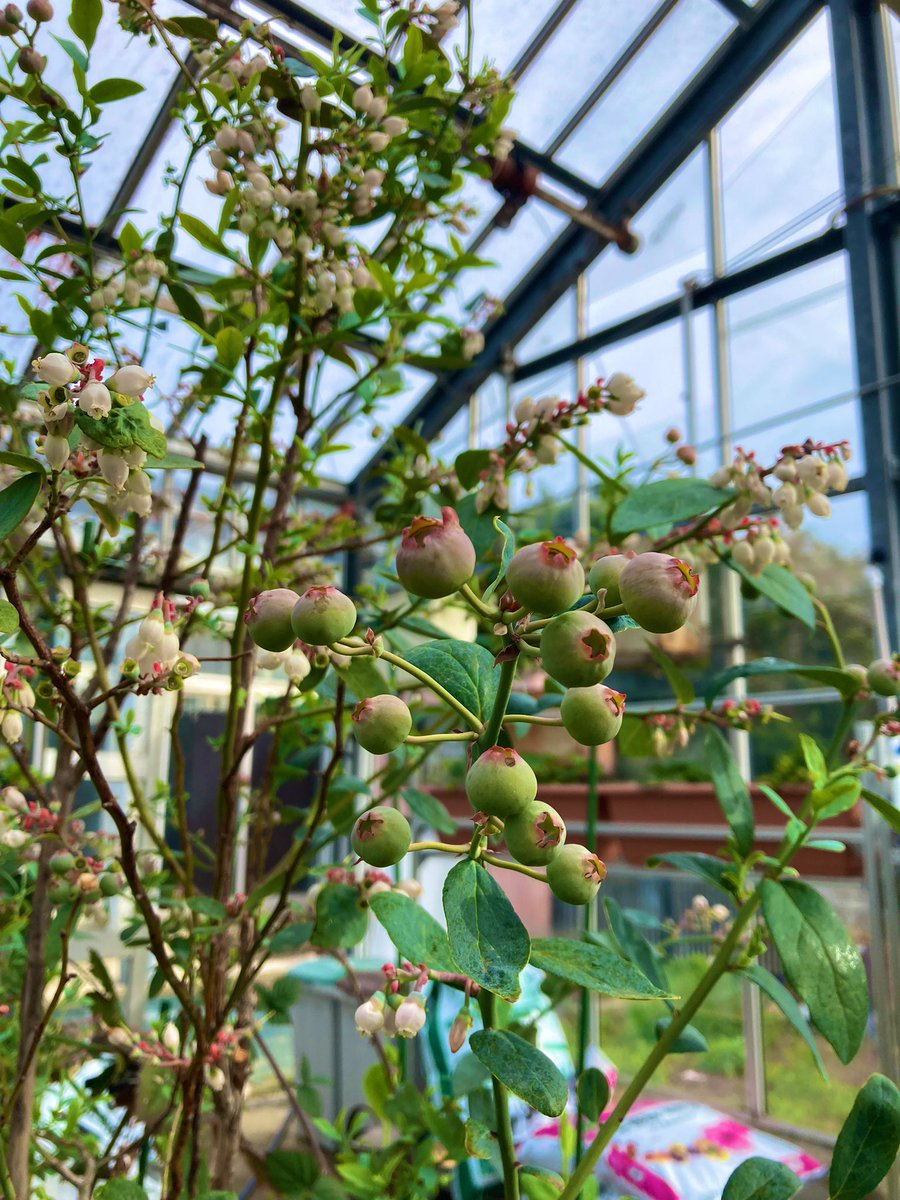 しばやん( ◜௰◝ ) tweet media