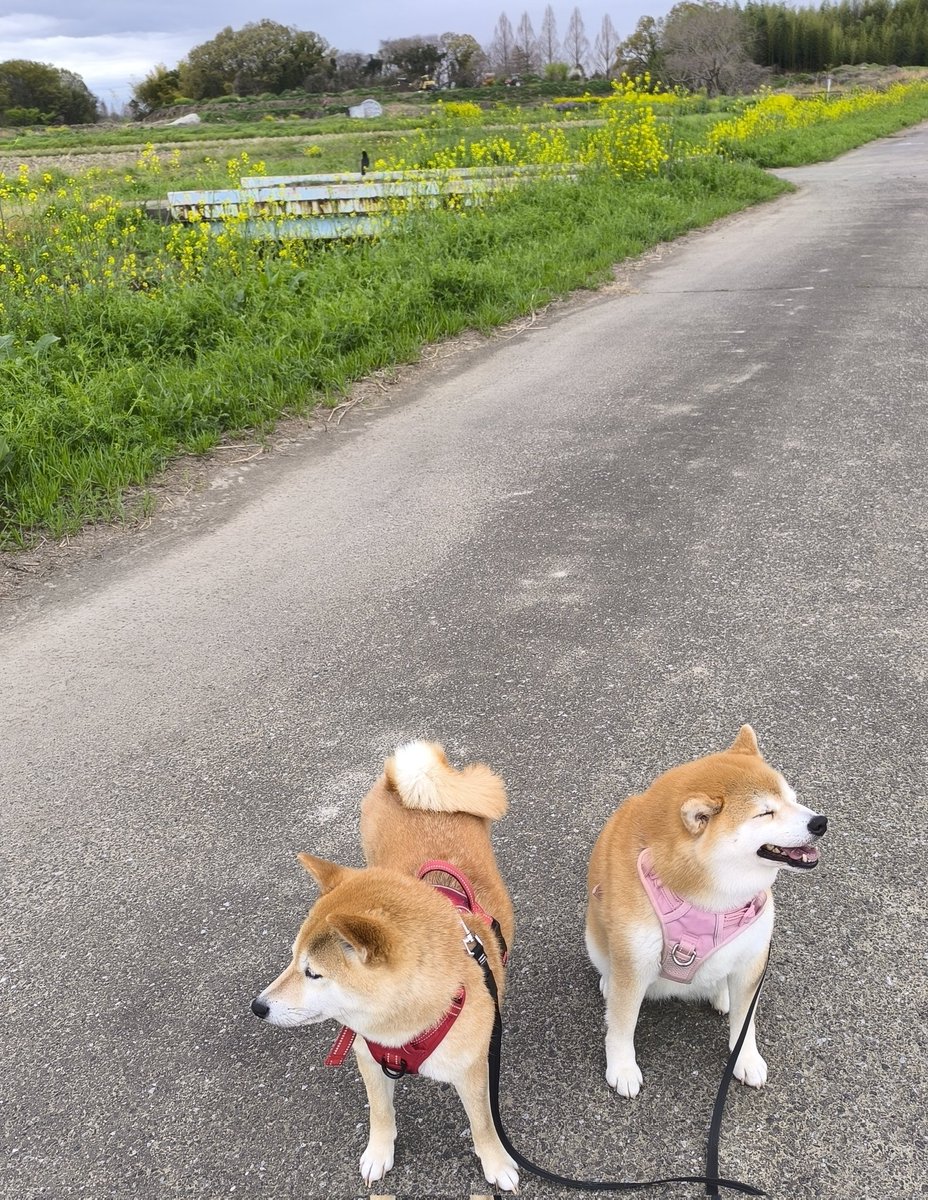 柴犬ちびまる子 tweet media