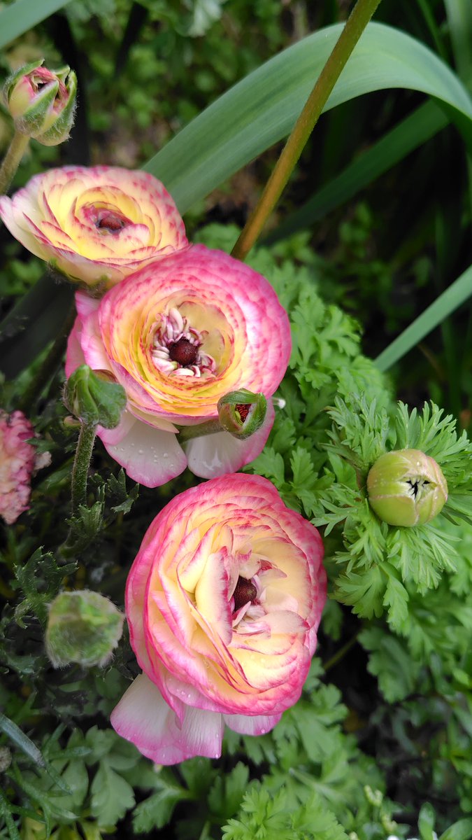 モリリン tweet media