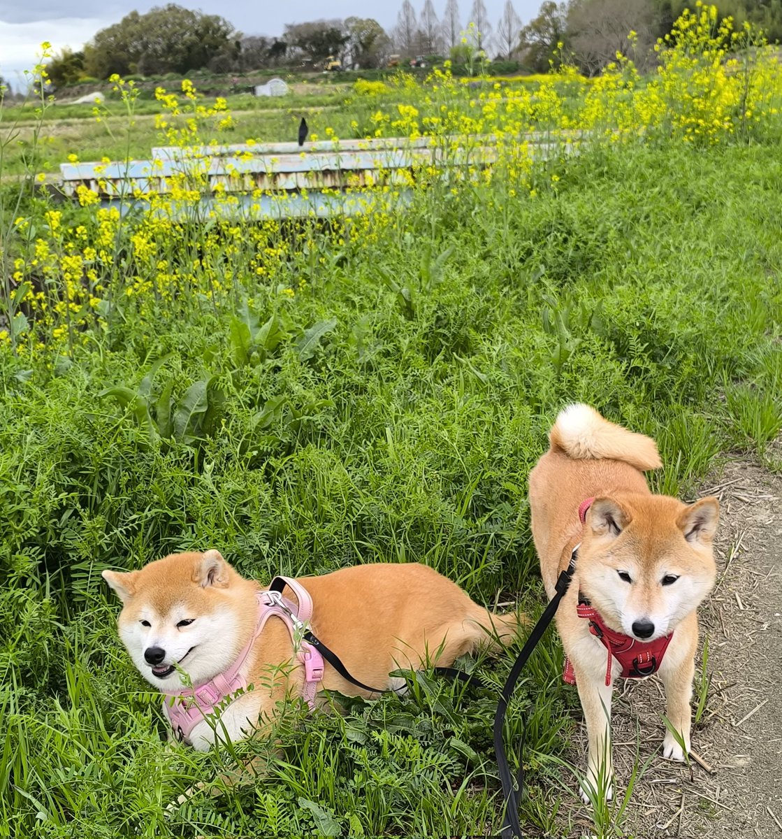 柴犬ちびまる子 tweet media