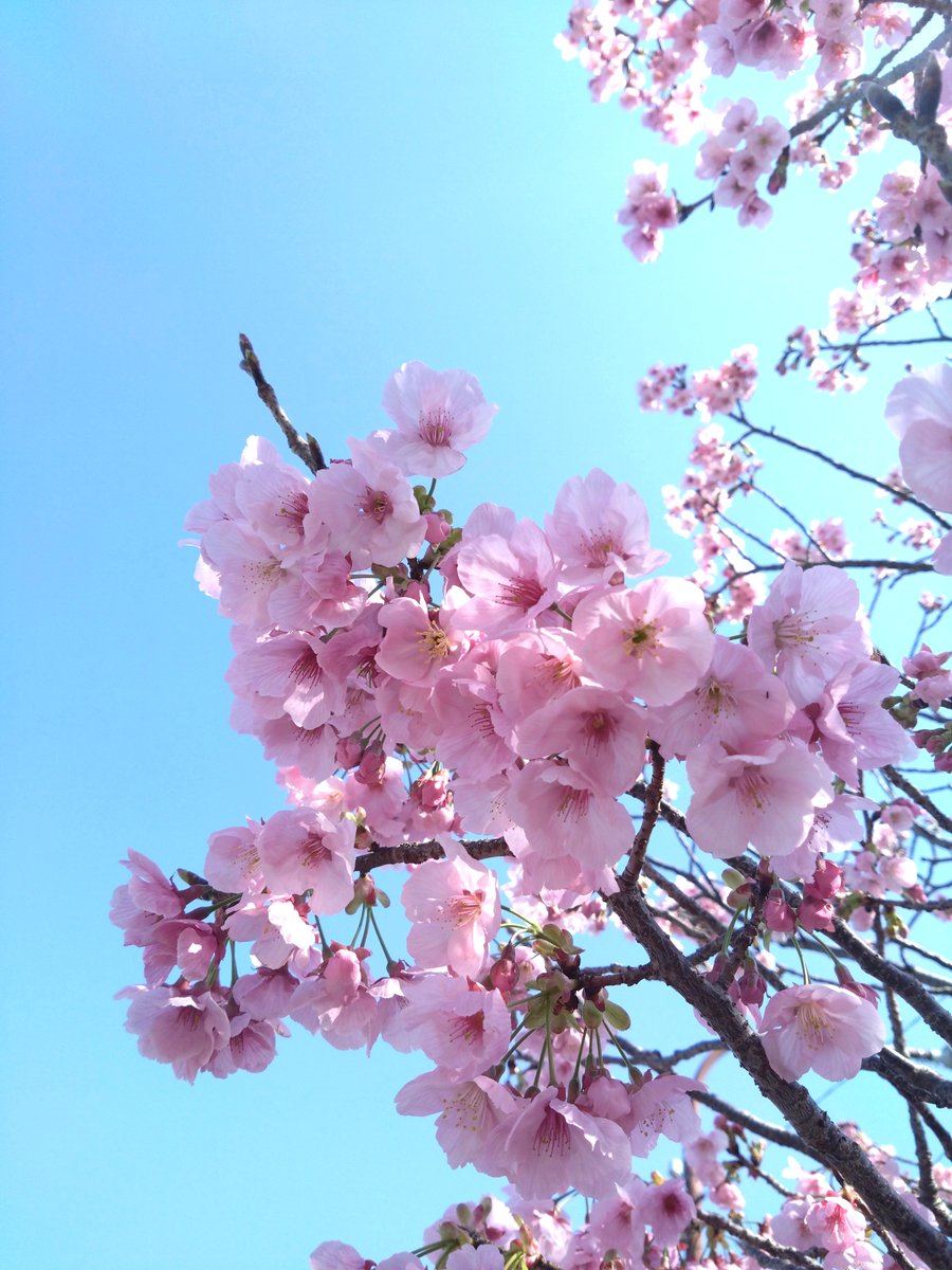 harfor_official's tweet photo. #おはるふぉん🌸
今日の高知市の天気は雨☔
今日から4月ですね!
新年度一発目の投稿はHarForメンバーが
散歩中に撮った桜の写真です🌸
とってもきれい✨
新生活が始まるこの時期に桜の開花が重なると
背中を押してくれるようで良いですね~😊
今日も一日がんばるふぉん🫶🏻✨
#HarFor
#はるふぉ
#マーケティング
#デジタルマーケティング
#関西電力
#企業公式が毎朝地元の天気を言い合う
#高知
#新生活
#桜