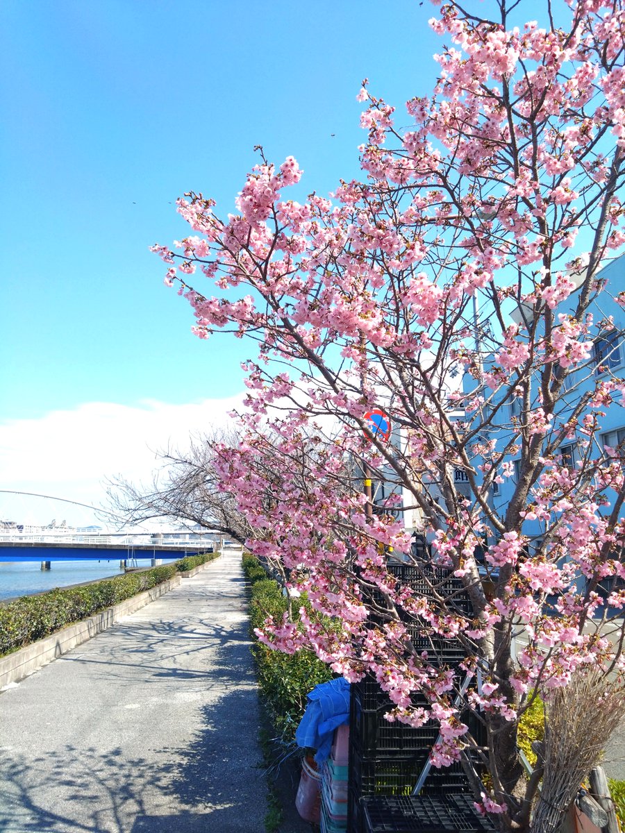harfor_official's tweet photo. #おはるふぉん🌸
今日の高知市の天気は雨☔
今日から4月ですね!
新年度一発目の投稿はHarForメンバーが
散歩中に撮った桜の写真です🌸
とってもきれい✨
新生活が始まるこの時期に桜の開花が重なると
背中を押してくれるようで良いですね~😊
今日も一日がんばるふぉん🫶🏻✨
#HarFor
#はるふぉ
#マーケティング
#デジタルマーケティング
#関西電力
#企業公式が毎朝地元の天気を言い合う
#高知
#新生活
#桜