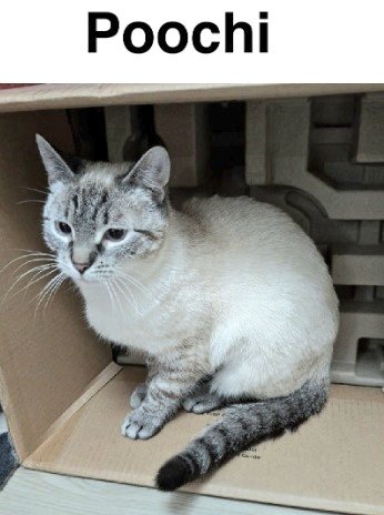 🌻Samson Cat🐱 tweet media