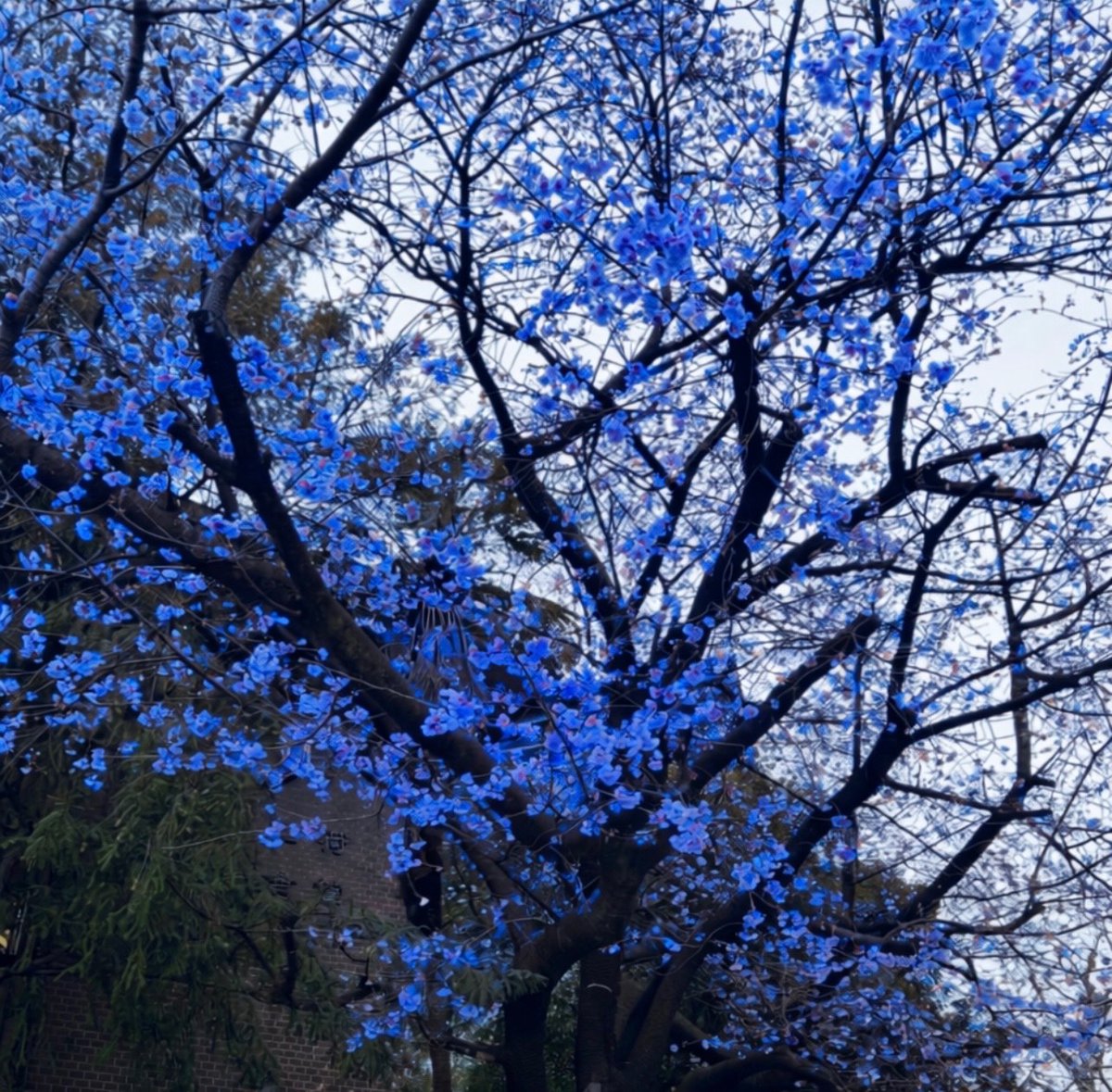 雨宮天 Sora Amamiya official tweet media