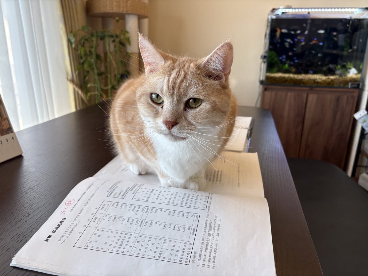 maruo_FD|R8中小企業診断士受験生 tweet media