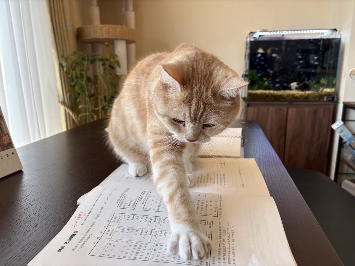 maruo_FD|R8中小企業診断士受験生 tweet media