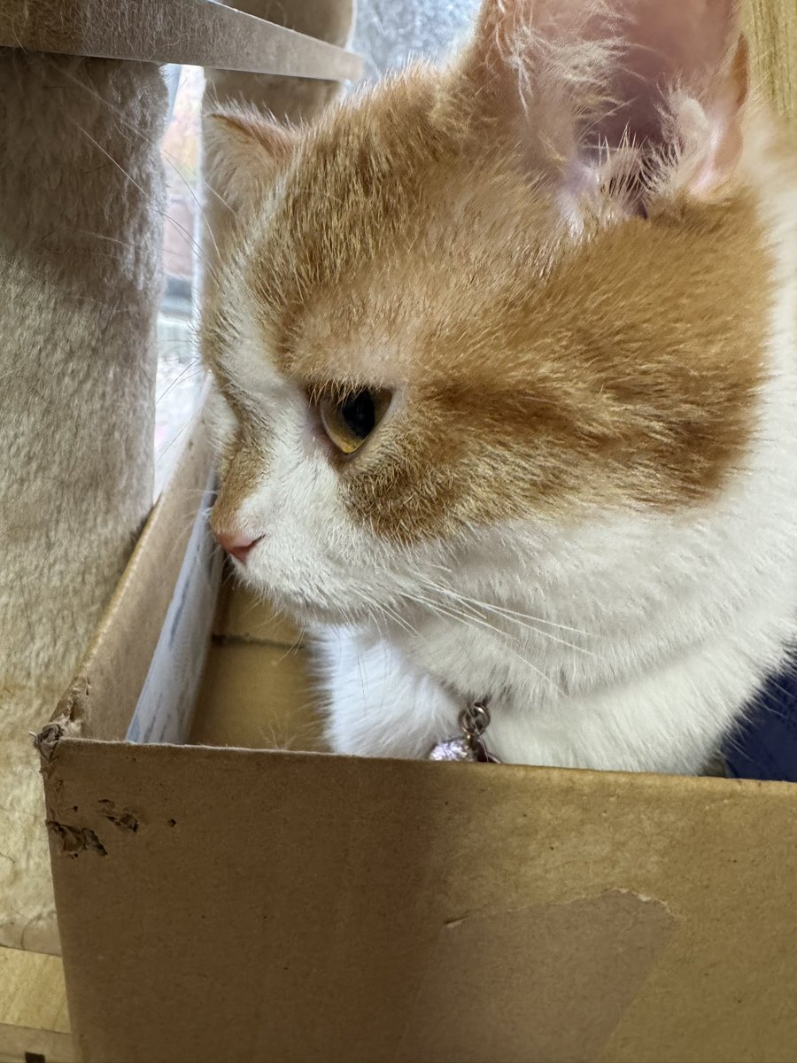 ねこママ tweet media