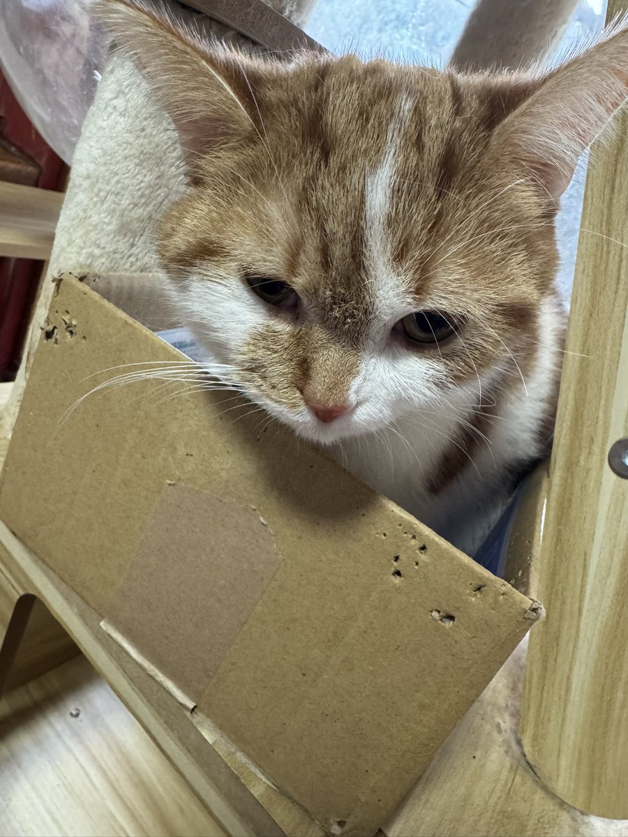 ねこママ tweet media