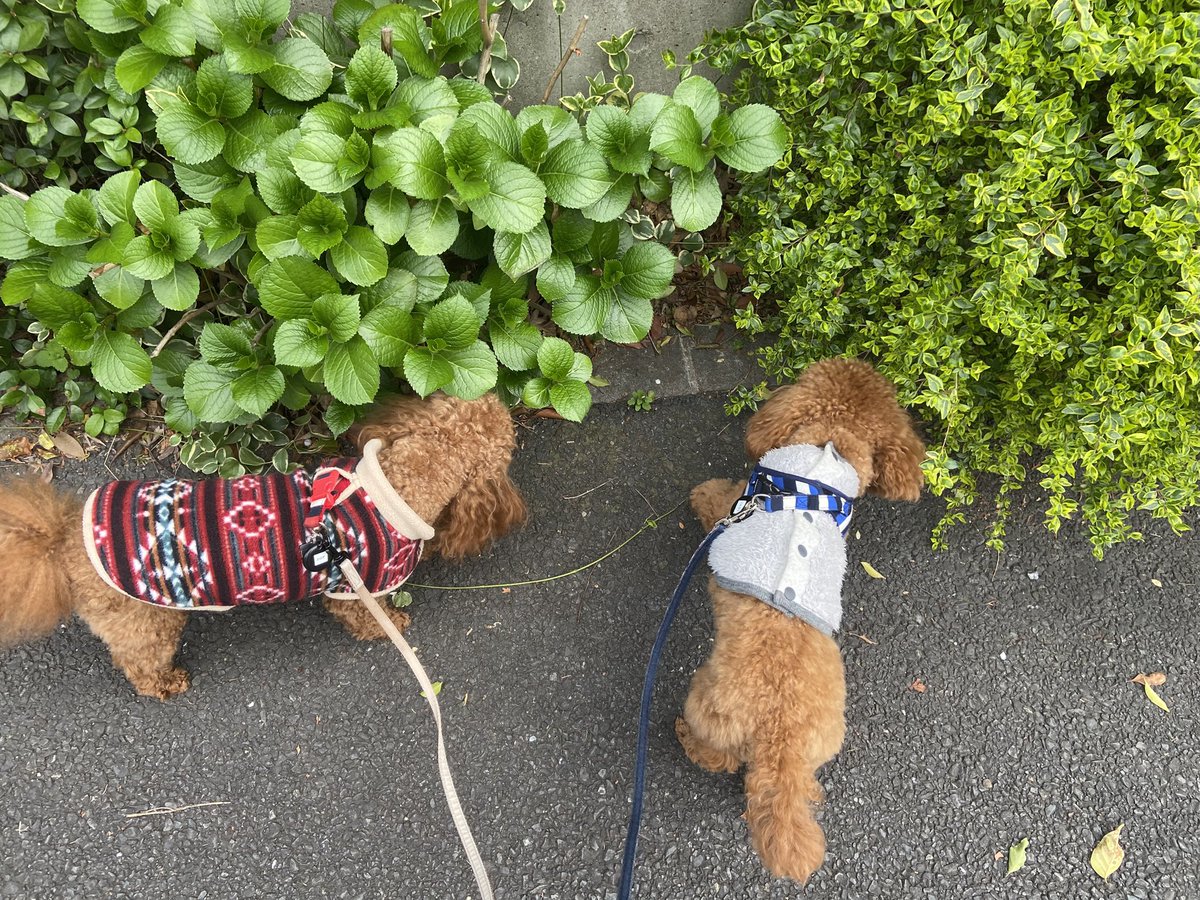 たろー@𝔻𝕦𝕣𝕒𝕟𝕕𝕒𝕝 / 𝕲𝖆𝖎𝖆 tweet media