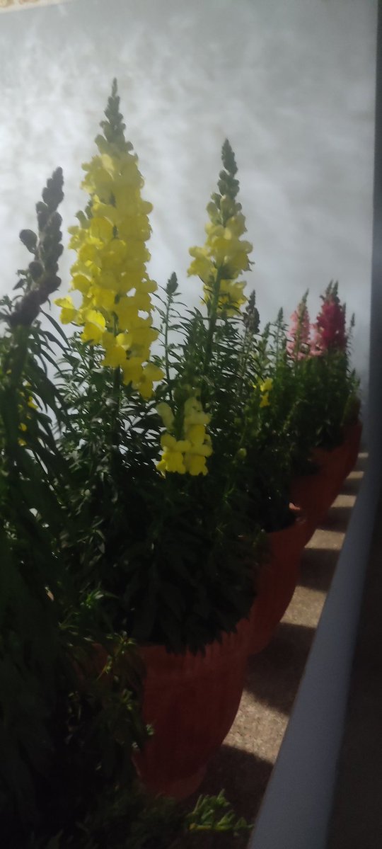 Mohan Prasad Mainali tweet media