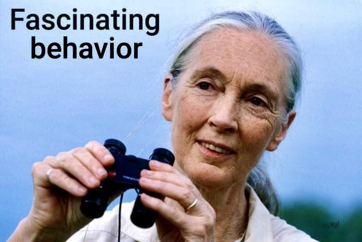 Maximinus Thrax tweet media