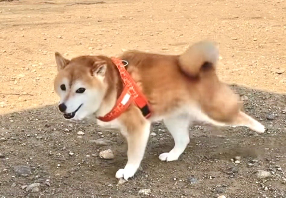 蜜野プリンのファン🍯(̨̡ ¨̮ )̧̢🍮 tweet media