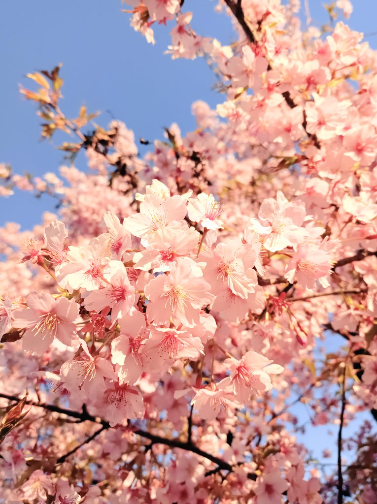 エレガント tweet media