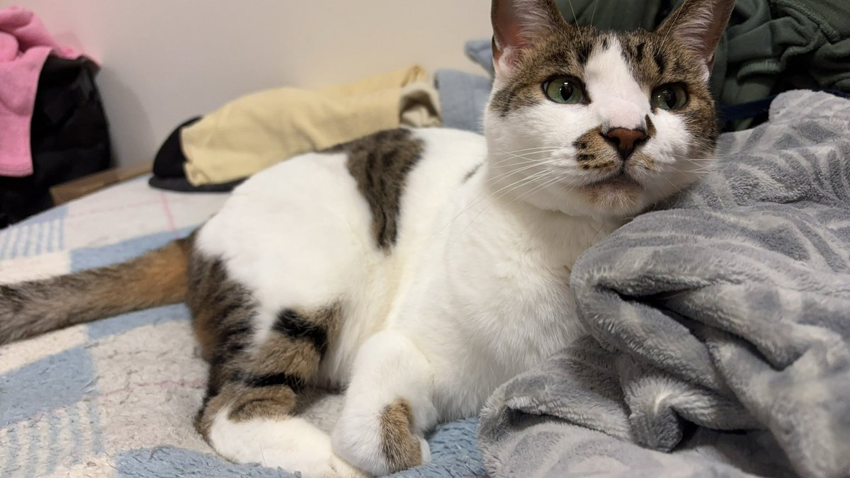 フジータ@素組みでガンプラ！ tweet media