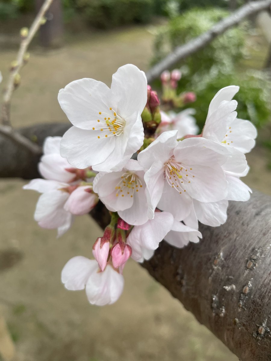 山西アカリ(元・水雲-MIZMO- AKANE) Akari Yamanishi official tweet media