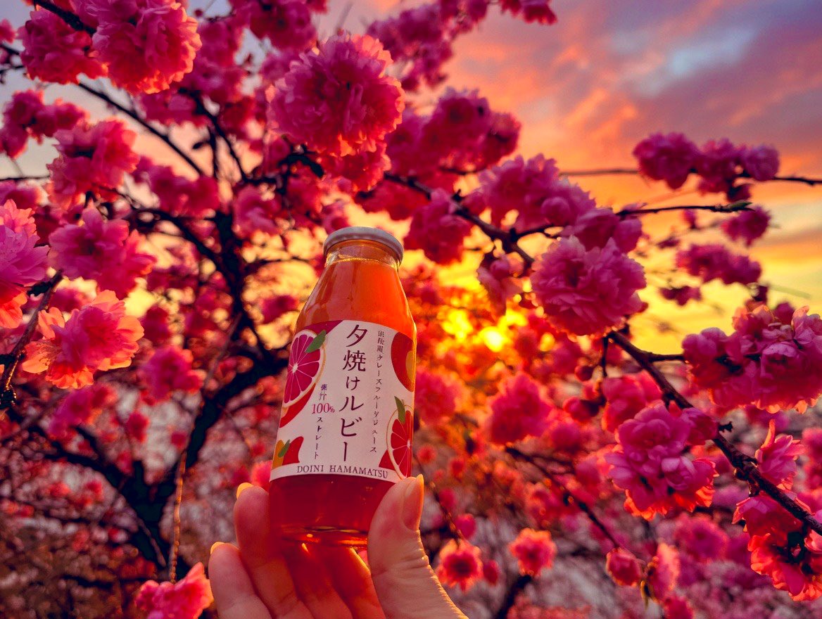 【公式】夕焼けルビー🥤✨ tweet media